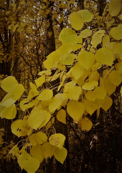 Golden Solace