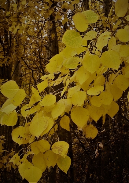 Golden Solace